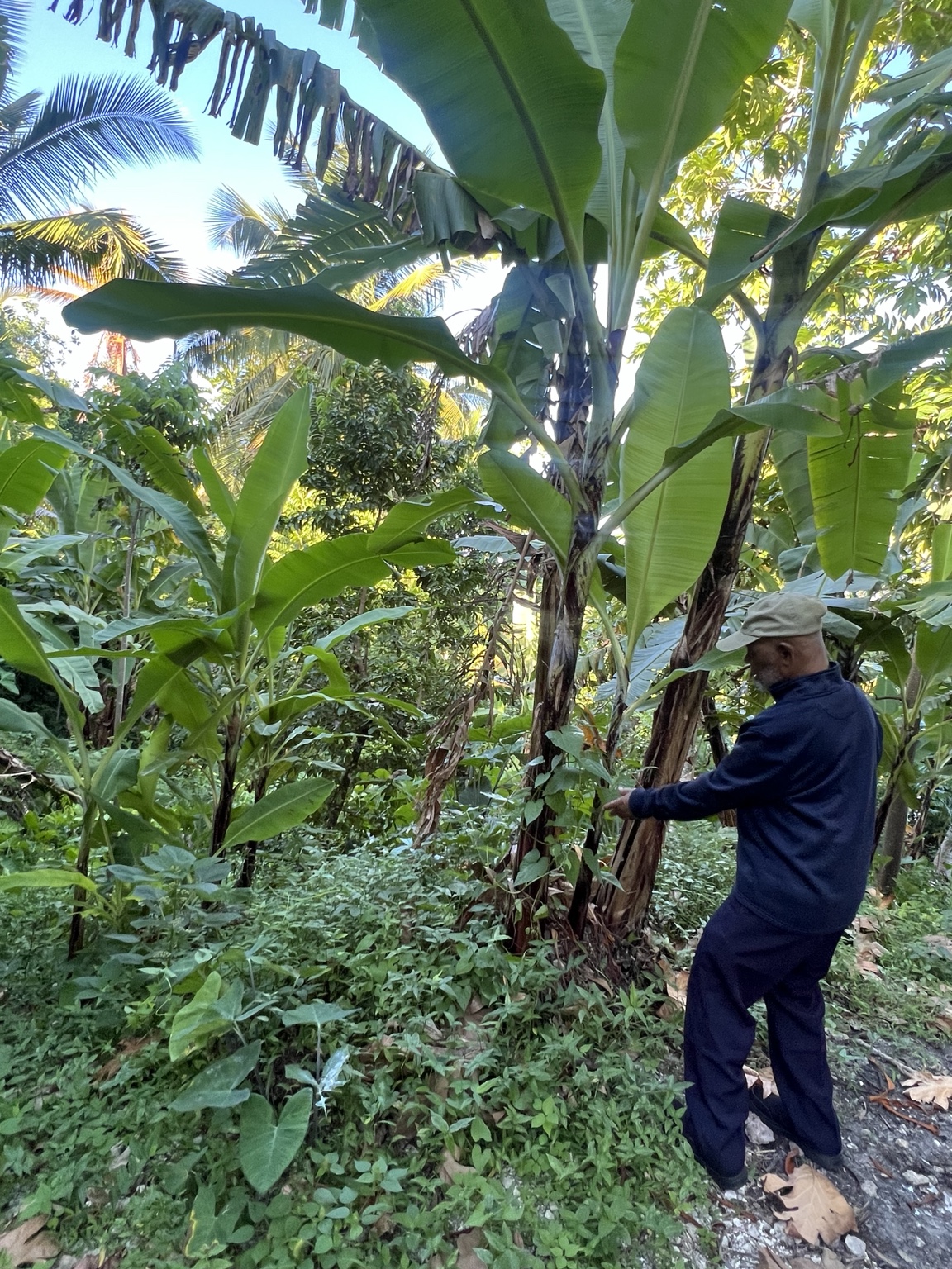 Cultural experience in Jamaica