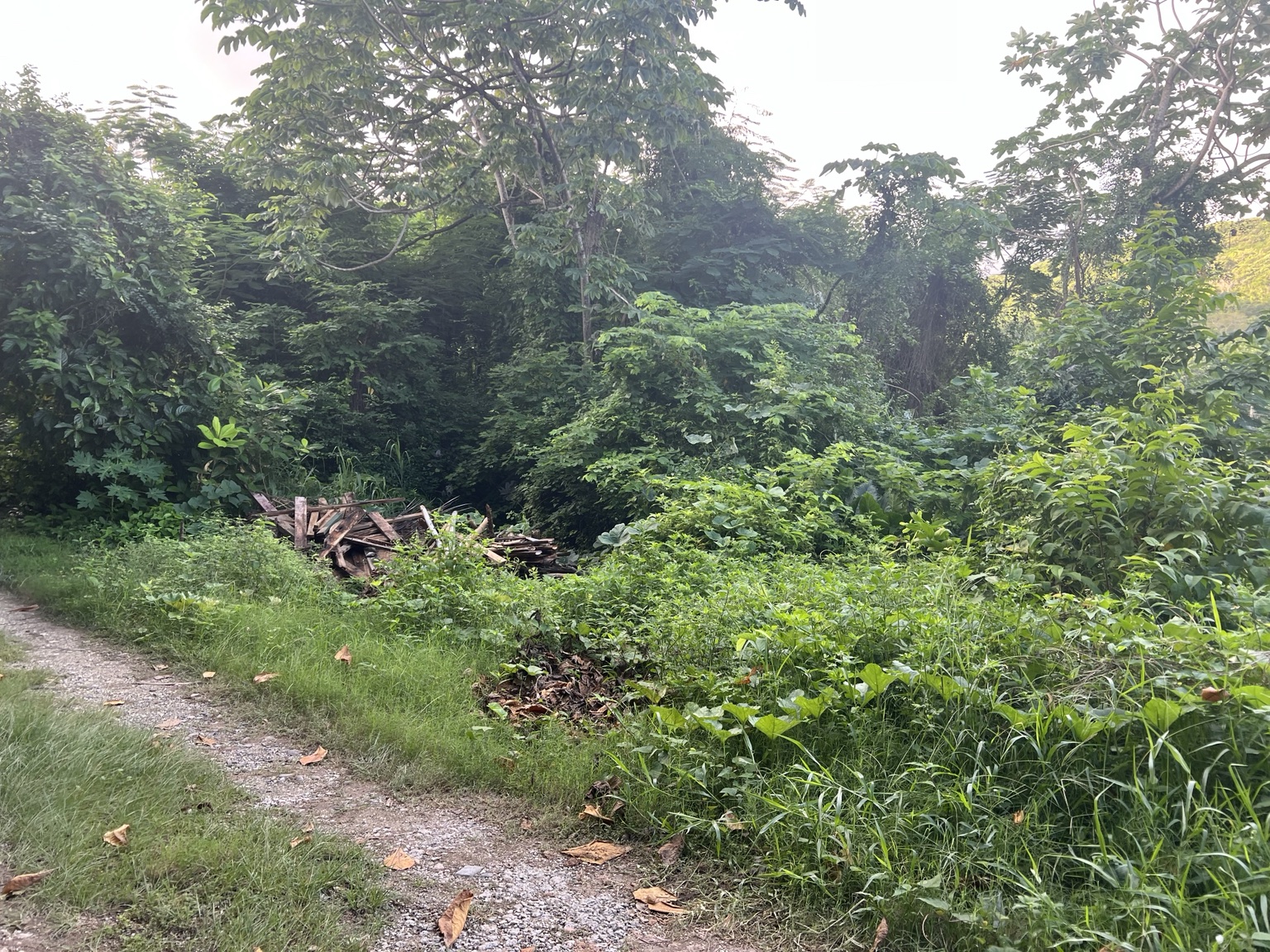 Jamaican land and landscape